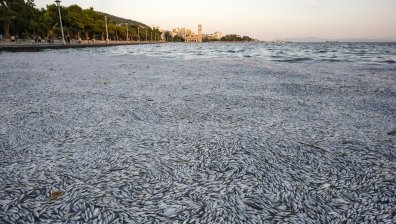 Гръцкото правителство със спешни мерки за бизнеса след тоновете мъртва риба