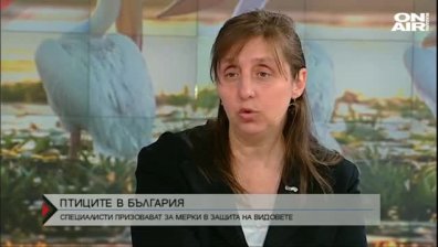 Птиците, които изчезнаха - продължение