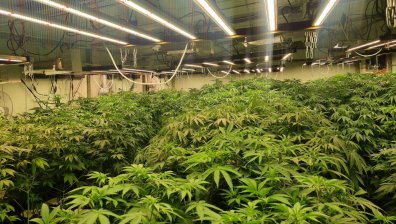 Прокурорският син от Бургас си отглеждал цяла ферма за марихуана