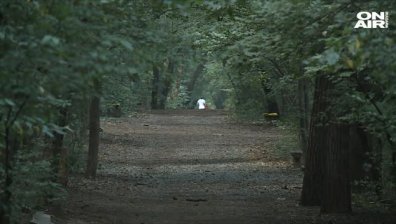 Предстои ли поголовно изсичане на дървета в Борисовата градина?