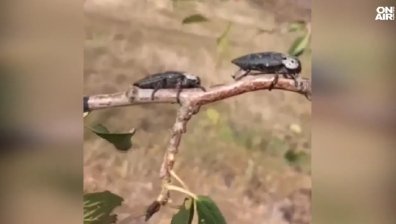 Земеделци фалират: Черната златка унищожава овощните градини