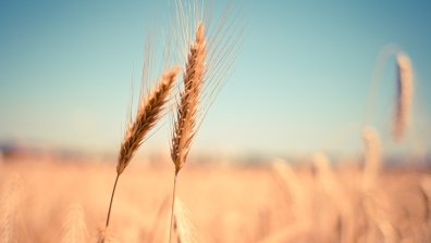 Индия забрани износа на пшеница