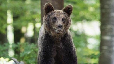 Мечки нападнаха туристи в Румъния