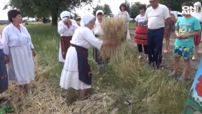 С традиционен ритуал започна жътвата в Добруджа