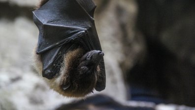 Тайланд откри нов вариант на коронавирус при прилепи