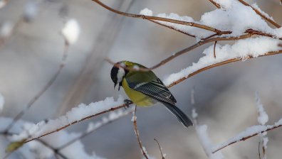 Времето днес: Нови 30 см сняг в някои райони