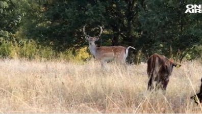 Елен лопатар се мисли за крава, тормози животните и ще го отстрелят