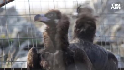 Отровиха защитен вид черен лешояд в района на Добринище