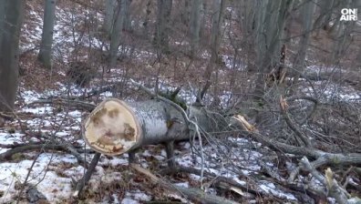 Дървото, убило майка на две деца във Витоша, е било изгнило (ВИДЕО)