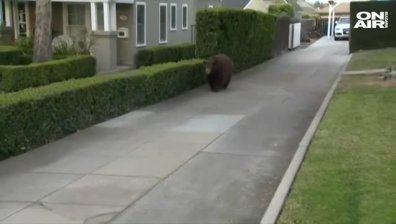 Необезпокоявано: Мечка се разходи в калифорнийски квартал (+Видео)