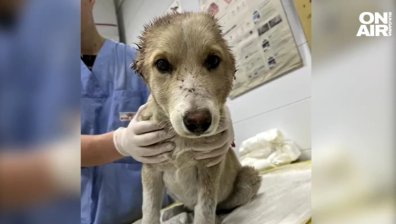 Задържаха трима за посегателството към кученцето Фейт, сред тях е и дете