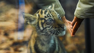 Уникално тигърче привлича погледите в зоопарка в Берлин (+СНИМКИ)