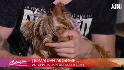 Арабела, кученцето на Тодор Георгиев &ndash; Тоши,фамилно здраве и здравословни рецепти