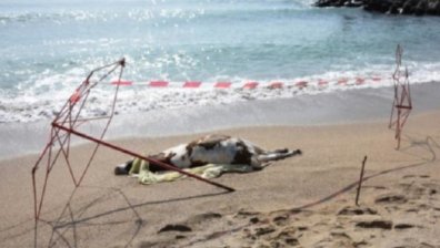 Мъртви крави бяха изхвърлени от морето край Обзор и Ахтопол