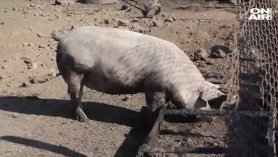 Принудителна евтаназия в незаконна свинеферма в Добрич