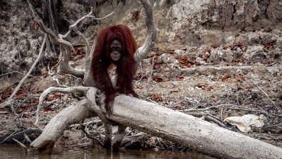 Земетресение със сила 7 по Рихтер удари край Борнео