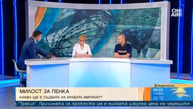 Кравата Пенка в битка за живота си с европейската бюрокрация и закони