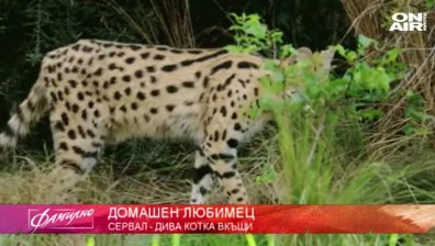 В рубриката "Домашен любимец" говорим за сервала