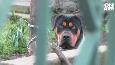 Ротвайлерът, опитал да разкъса жена с бебе, редовно напада хора по улиците