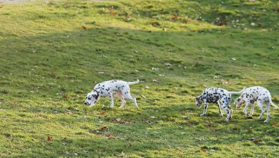 От HelpBook: Кучета тичат свободно без намордник в парк, пълен с деца