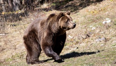 Паркът за мечки в Белица отваря врати: Животните се събуждат от зимен сън