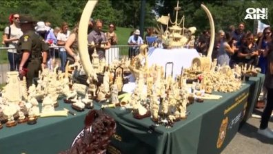 В Ню Йорк унищожиха предмети от слонова кост за 10 млн. долара 