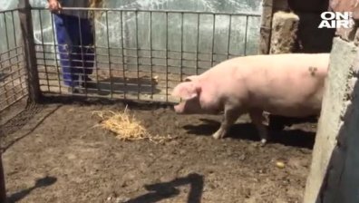 300 лева за животновъдите, умъртвили доброволно прасетата си 