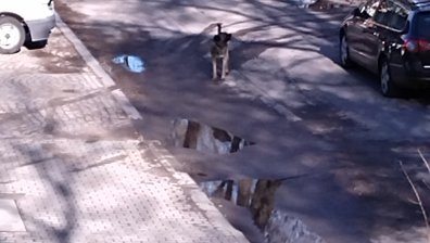 Сигнали за агресивни кучета от различни столични квартали 