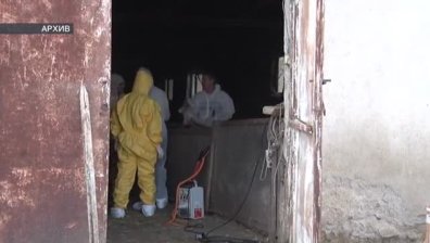 Евтаназират животните от свинекомплекса в Брестак