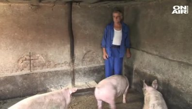 Кмет в Русенско призова стопаните сами да убият животните си &ndash; имало чума