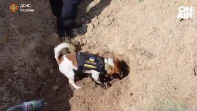 Зеленски награди куче, което открива невзривени боеприпаси