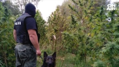 С две обвинения се сдоби служителят на БАБХ, отглеждал марихуана