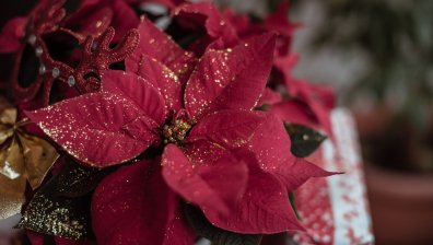 Няколко растения, които ще ви носят късмет и здраве в дома по Коледа