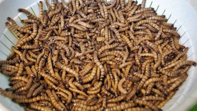 ЕК даде "зелена светлина": Прах от жълт брашнен червей влиза в храните