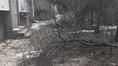 В кварталите на София: Разбити плочки, избуяла растителност...