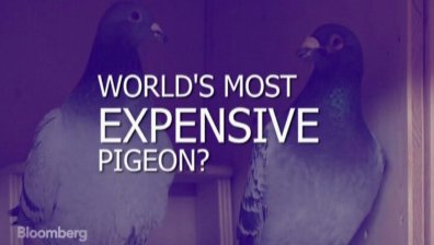 Доходоносен ли е бизнесът със спортни гълъби?