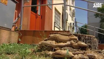 Дърво падна пред входа на община "Надежда"