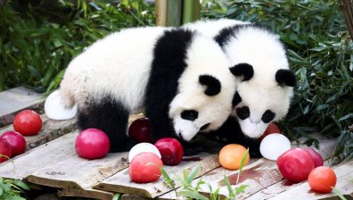 Празнуват първи рожден ден на популярните панди Лени и Лоти (СНИМКИ)