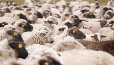 Няма желаещи за работа в животновъдството, намаляват малките стопанства