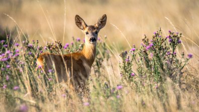 Бракониер с незаконно оръжие уби две сърни в Сливенско