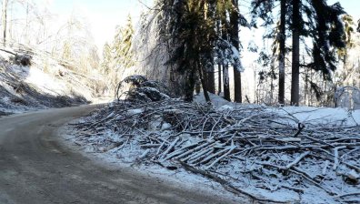 Продължава разчистването на паднали дървета в "Петрохан"