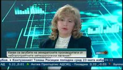 Едва 18% от черешовата реколта е годна за консумация