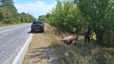 Шофьор блъсна и уби благороден елен край Ловеч