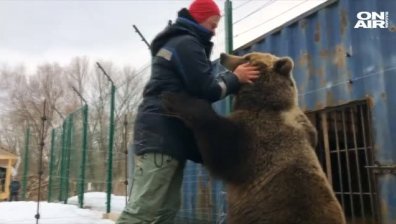 Летище в Москва с необичаен домашен любимец - кафява мечка