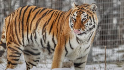 Вижте кои от обитателите на зоопарка в София се насладиха на снега
