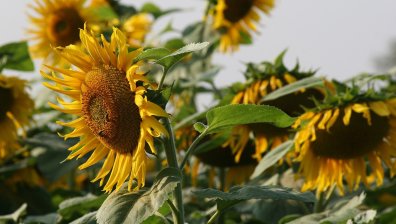 Горещото време ще се задържи поне до края на седмицата