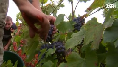 Френските лозари ликуват: Очакват се най-добрите реколти за последното десетилетие