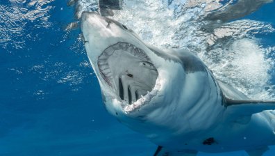 Акула нападна и уби актьор от "Карибски пирати"