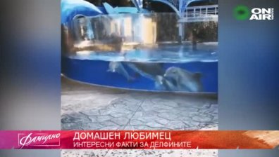 "Домашен любимец": Делфин