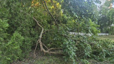 Огромен сух клон се счупи на детска площадка във Варна